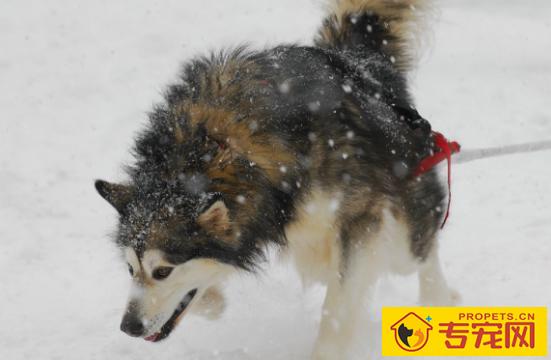 白活了！看了专家的讲解才知道哈士奇分为多种！最后一种令人落泪