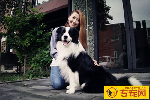 边境牧羊犬性格 有怎样的优缺点