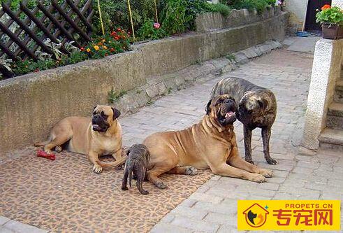 马士提夫犬的形态特征 被用来做警备犬