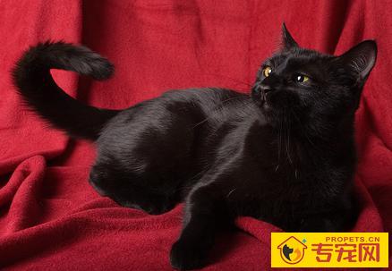 孟买猫的寿命 日常照顾要用心