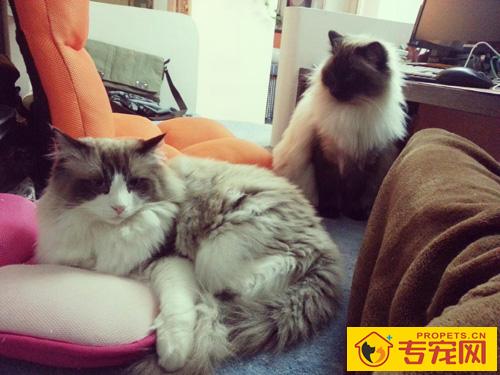 布偶猫介绍 大而美丽的蓝色眼睛