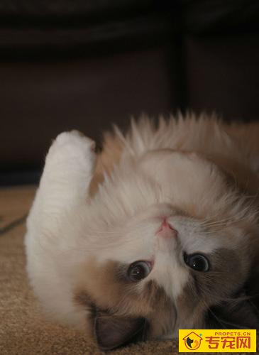 布偶猫的颜色 较适宜室内饲养的猫咪