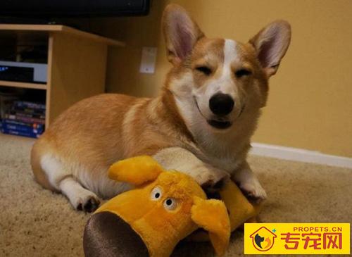 柯基犬的智商 各种狗狗的智商排名