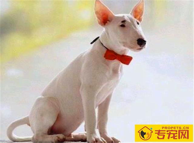 如何饲养一只巴斯特牛头梗？这3方面需要我们注意下