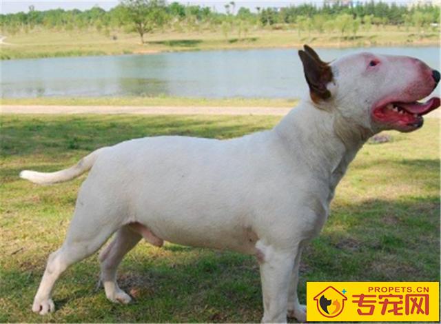 如何饲养一只巴斯特牛头梗？这3方面需要我们注意下