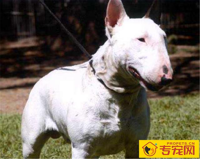 如何饲养一只巴斯特牛头梗？这3方面需要我们注意下