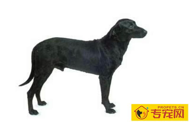 如何饲养一只巴斯特牛头梗？这3方面需要我们注意下