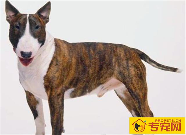 如何饲养一只巴斯特牛头梗？这3方面需要我们注意下