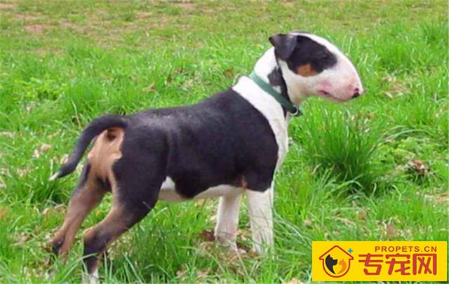 如何饲养一只巴斯特牛头梗？这3方面需要我们注意下