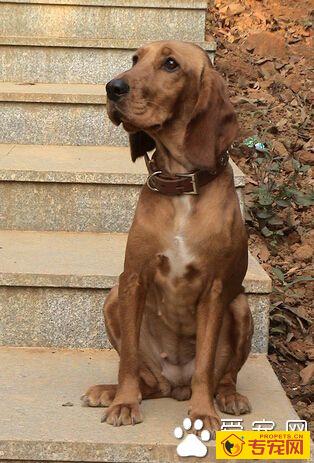 怎么挑选寻血猎犬 拥有大量显著的特征