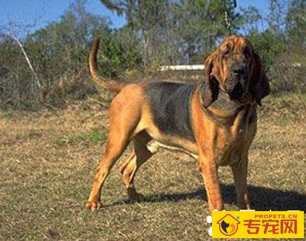 寻血猎犬的性格 平时相处安静而顺从