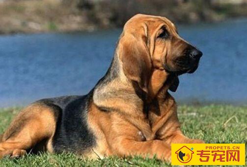 寻血猎犬的特点 寻血猎犬学习很快