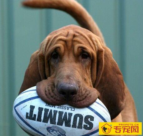 寻血猎犬的形态特征 颈部和头部皮肤上有褶皱