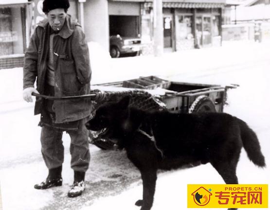 白活了！看了专家的讲解才知道哈士奇分为多种！最后一种令人落泪