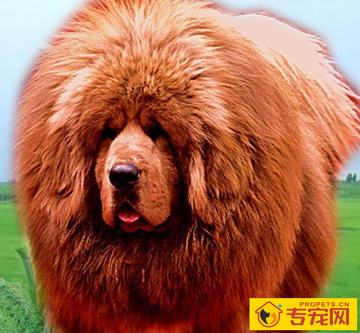 寿命最长的狗 寿命最长的狗藏獒