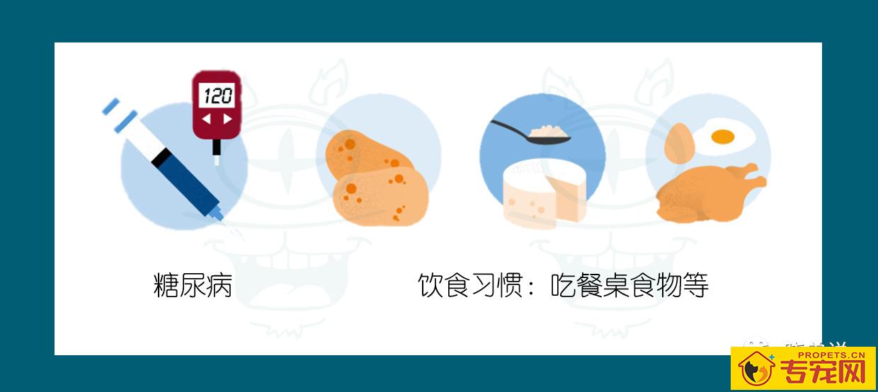 这一份权威狗狗口臭指南请你收下