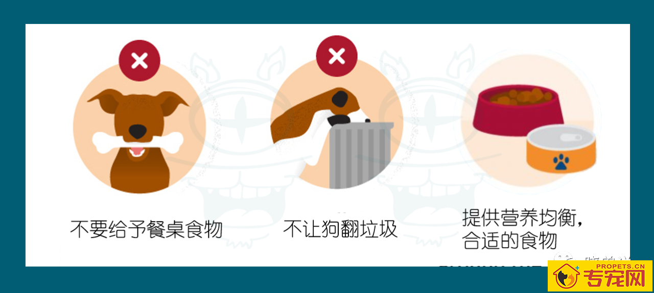 这一份权威狗狗呕吐指南请你收下