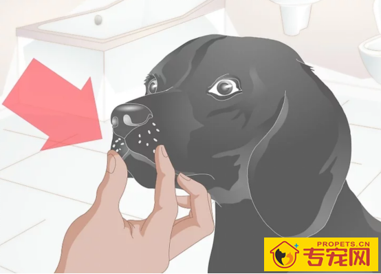 这一份权威狗狗口臭指南请你收下