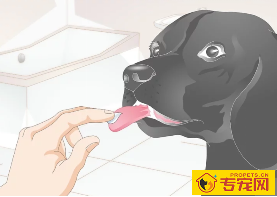 这一份权威狗狗口臭指南请你收下