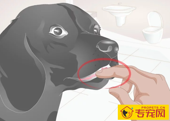 这一份权威狗狗口臭指南请你收下