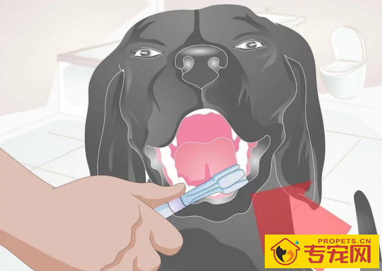 这一份权威狗狗口臭指南请你收下