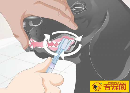 这一份权威狗狗口臭指南请你收下