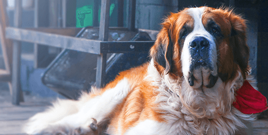 犬猫行为的解读-与爱宠之间沟通的艺术