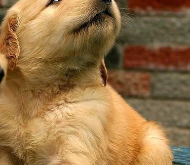 怎么看金毛纯不纯