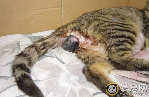 猫咪生产前的征兆及产后护理