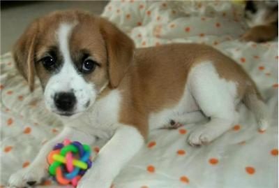 狗狗怎么喂养才正确,你知道吗?