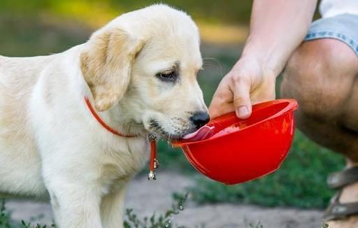 饲养狗狗的“7大禁忌”,我劝你别碰!