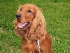 饲养可卡犬要注意什么