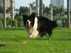 边牧专项训练之步伐训练