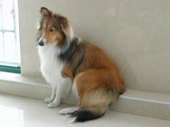 喜乐蒂狗粮喂养注意事项