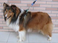 挑选喜乐蒂该注意哪些部位