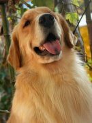 怎么训练金毛犬大小便