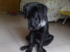 金毛幼犬吃什么狗粮好