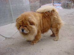 松狮犬为什么喜欢咬人腿部