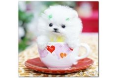茶杯犬好养吗
