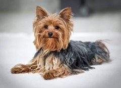 约克夏梗犬的历史起源介绍