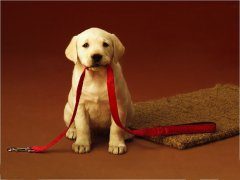 如何处理拉布拉多牙龈疾病