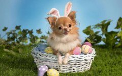 宠物犬的差异和分类依据