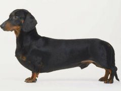 腊肠犬的性格怎么样