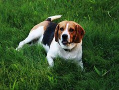 比格犬需加强哪方面的训练