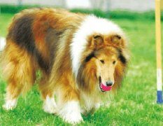 什么是假孕?宠物犬是否会假孕