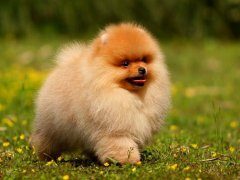 玩赏犬包含有哪些品种