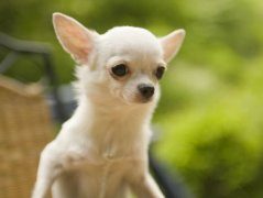 三种受欢迎的小型玩赏犬介绍