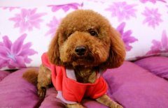 如何消除泰迪犬身上的体味