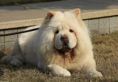 如何护理松狮犬的眼睛牙齿耳朵