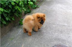 松狮犬吃哪些食物比较好